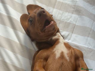 Miniature Dachshund dogs Miniature Dachshund Betsy - Advert 15