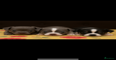 Chihuahua dogs - Advert 8
