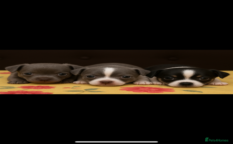 Chihuahua dogs - Advert 9