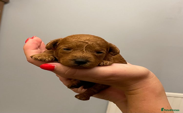 Toy Poodle dogs - Advert 3