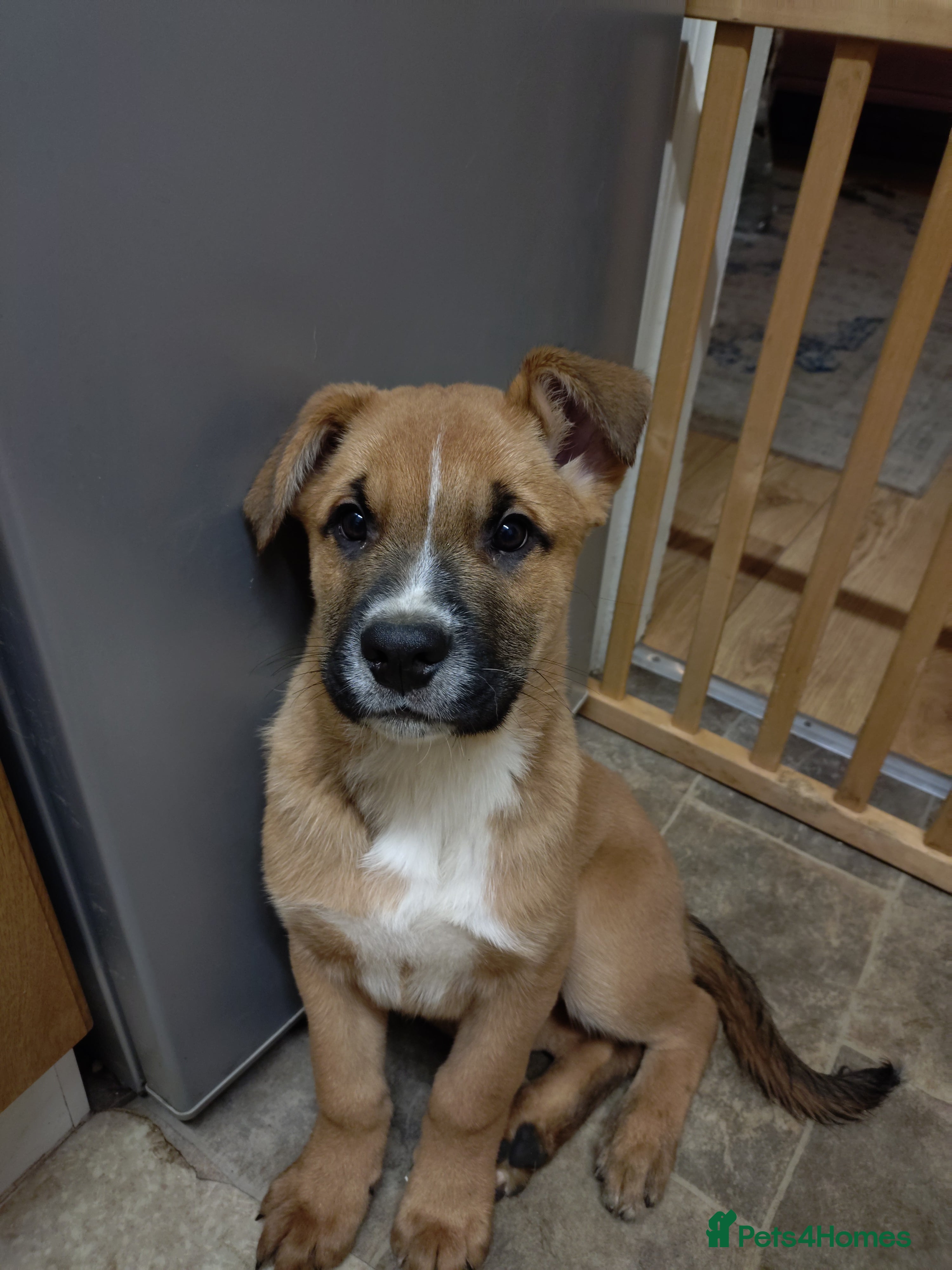 Mixed Breed dogs Huntaway X German shepherd X  - Advert 2