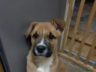 Mixed Breed dogs Huntaway X German shepherd X - Advert 2