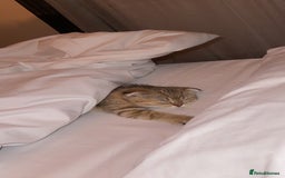 Scottish Fold cats for sale: Male Scottish Fold - Image 4