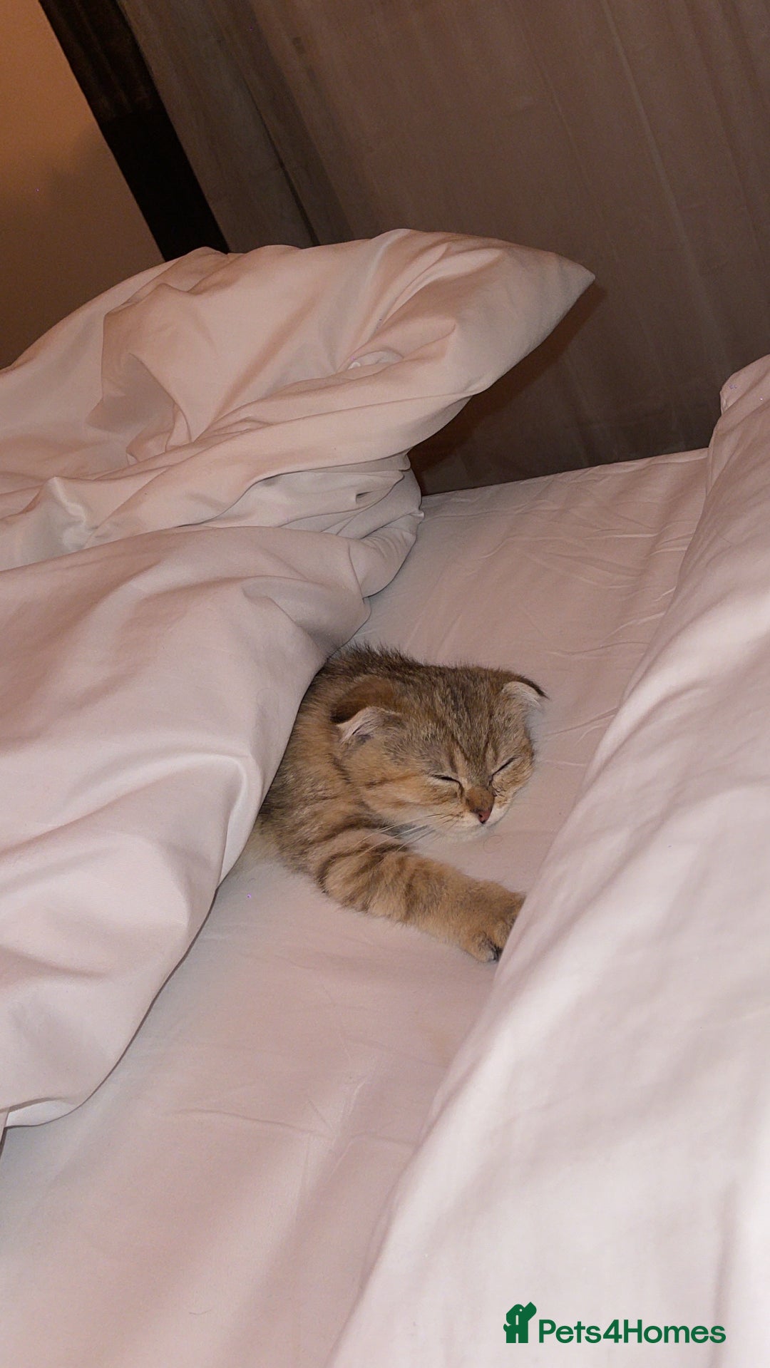 Scottish Fold cats for sale: Male Scottish Fold - Image 4