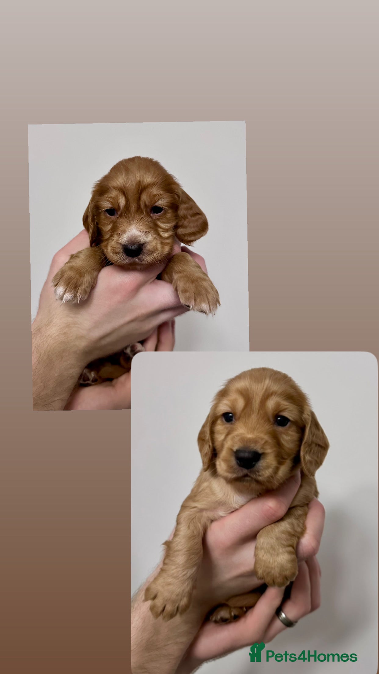 Cocker Spaniel dogs Cocker Spaniel puppies  - Advert 10