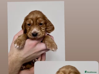 Cocker Spaniel dogs Cocker Spaniel puppies - Advert 10