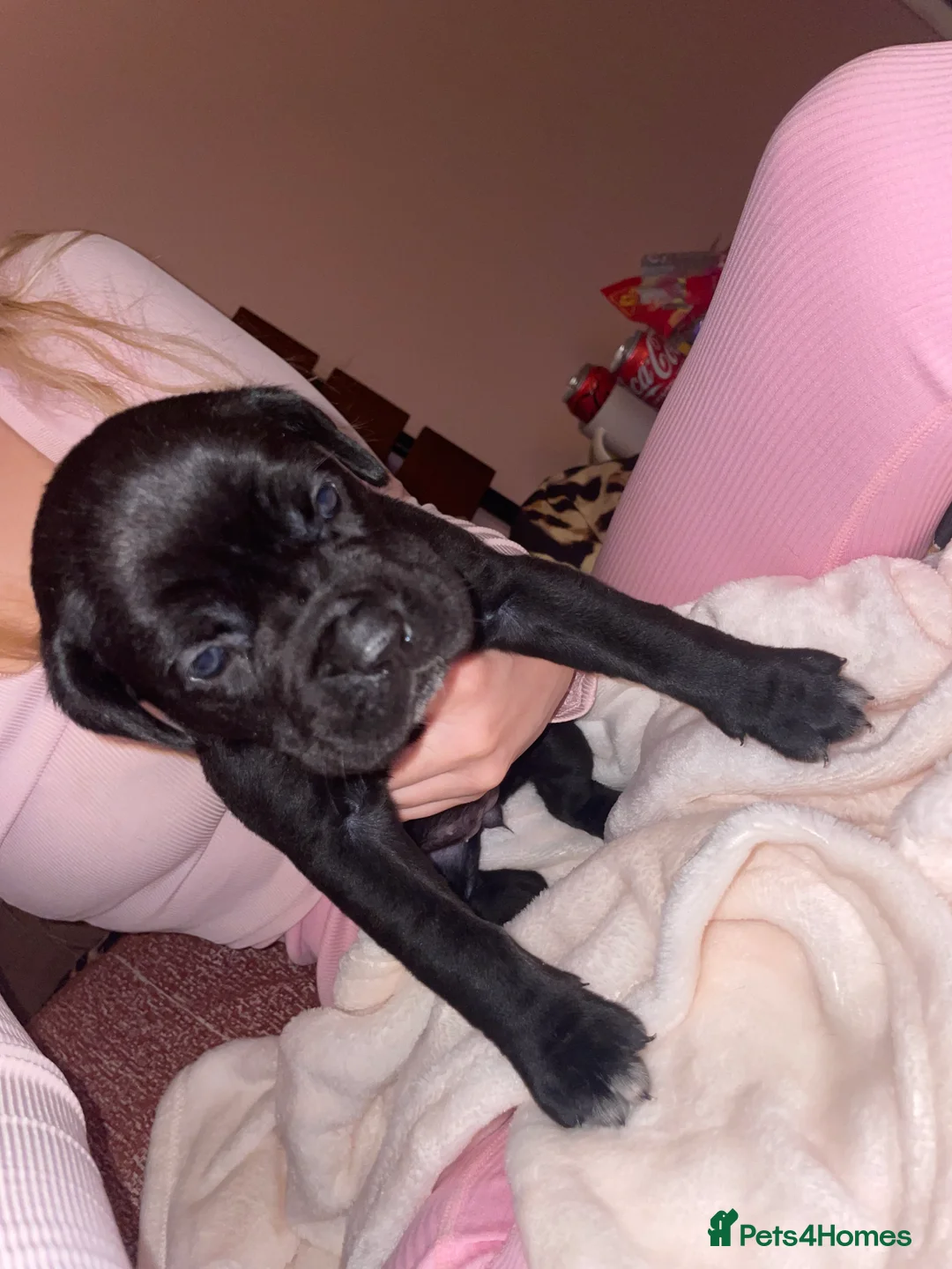 Cane Corso dogs for sale: Came corso - Advert 11