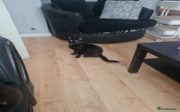 Mixed Breed cats for sale: 1 male all black kitten  - Image 3