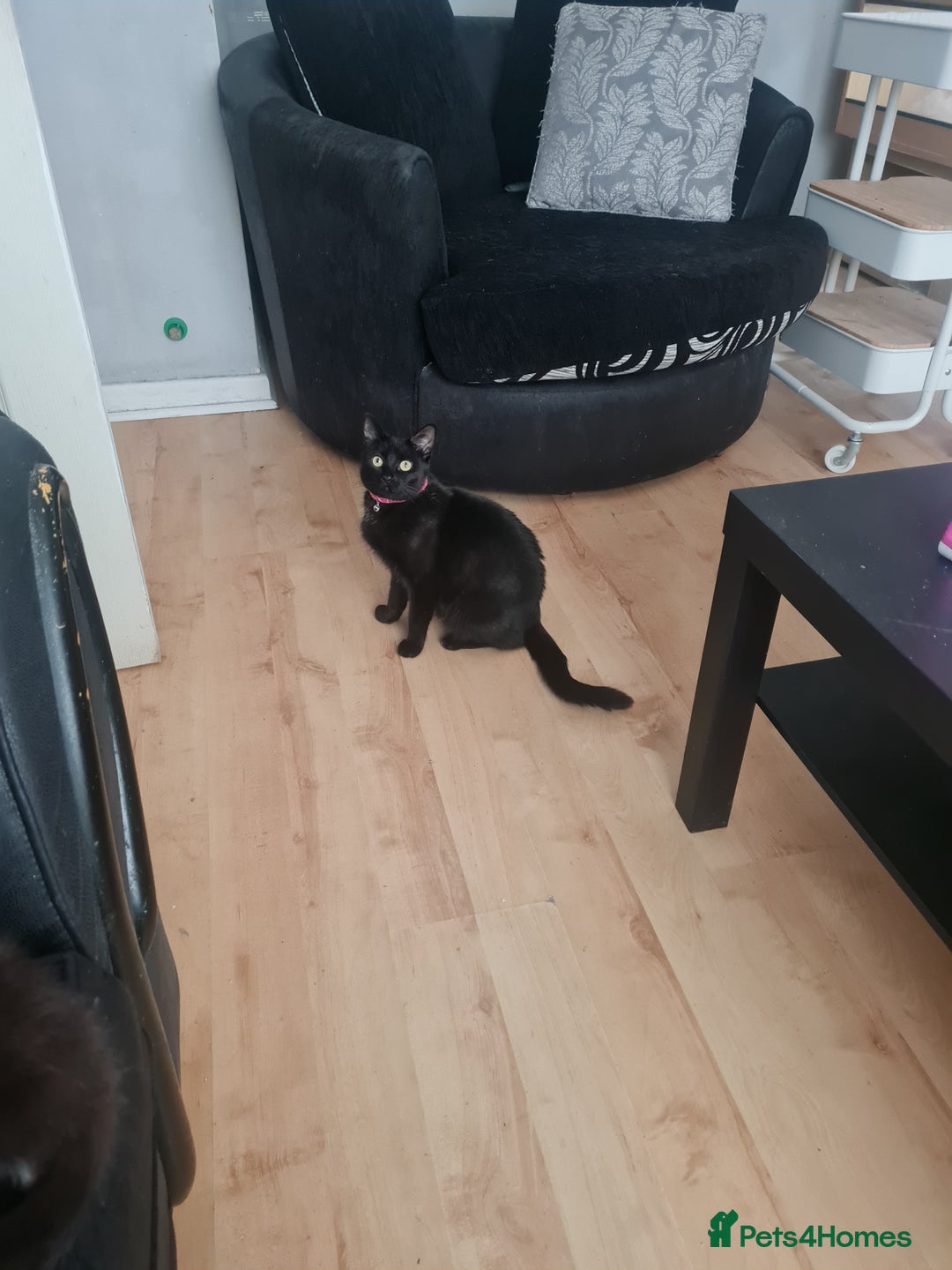 Mixed Breed cats for sale: 1 male all black kitten  - Image 3