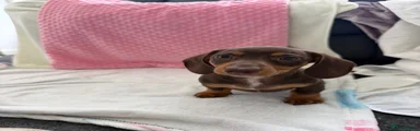 Miniature Dachshund 2