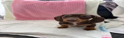 Miniature Dachshund dogs for sale: Miniature dachshund puppies in Largs - Advert 3
