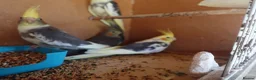 Cockatiels birds for sale: 12-16 Week Old COCKATIELS FOR SALE - Advert 3
