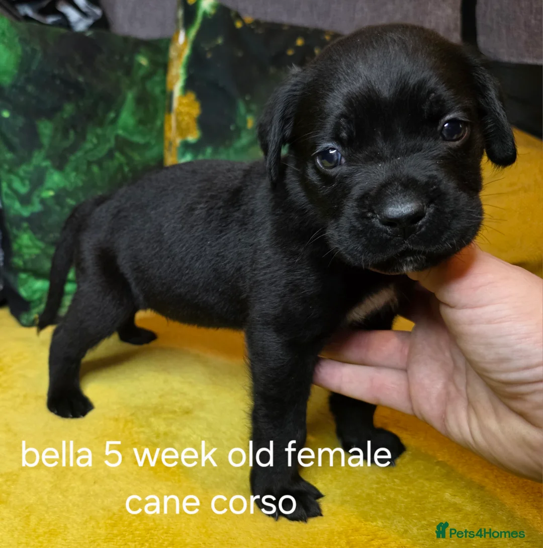 Cane Corso dogs for sale: Beautiful cane corso puppies - Advert 5