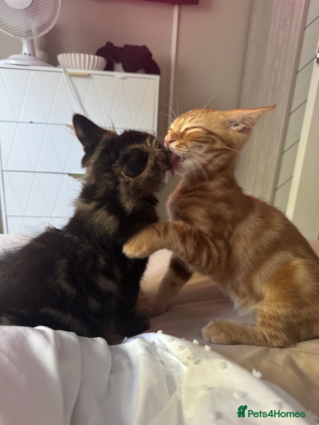 British Shorthair cats for sale: ⭐️TWO gorgeous males kittens ⭐️  - Image 2