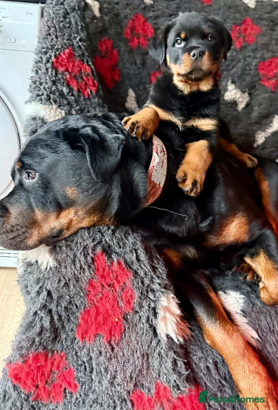 Rottweiler dogs for sale: Champion Line Rottweiler Pups for loving homes - Advert 22