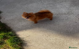 Pomeranian dogs for sale: Beautiful Pomeranian puppies last boy  - Image 5