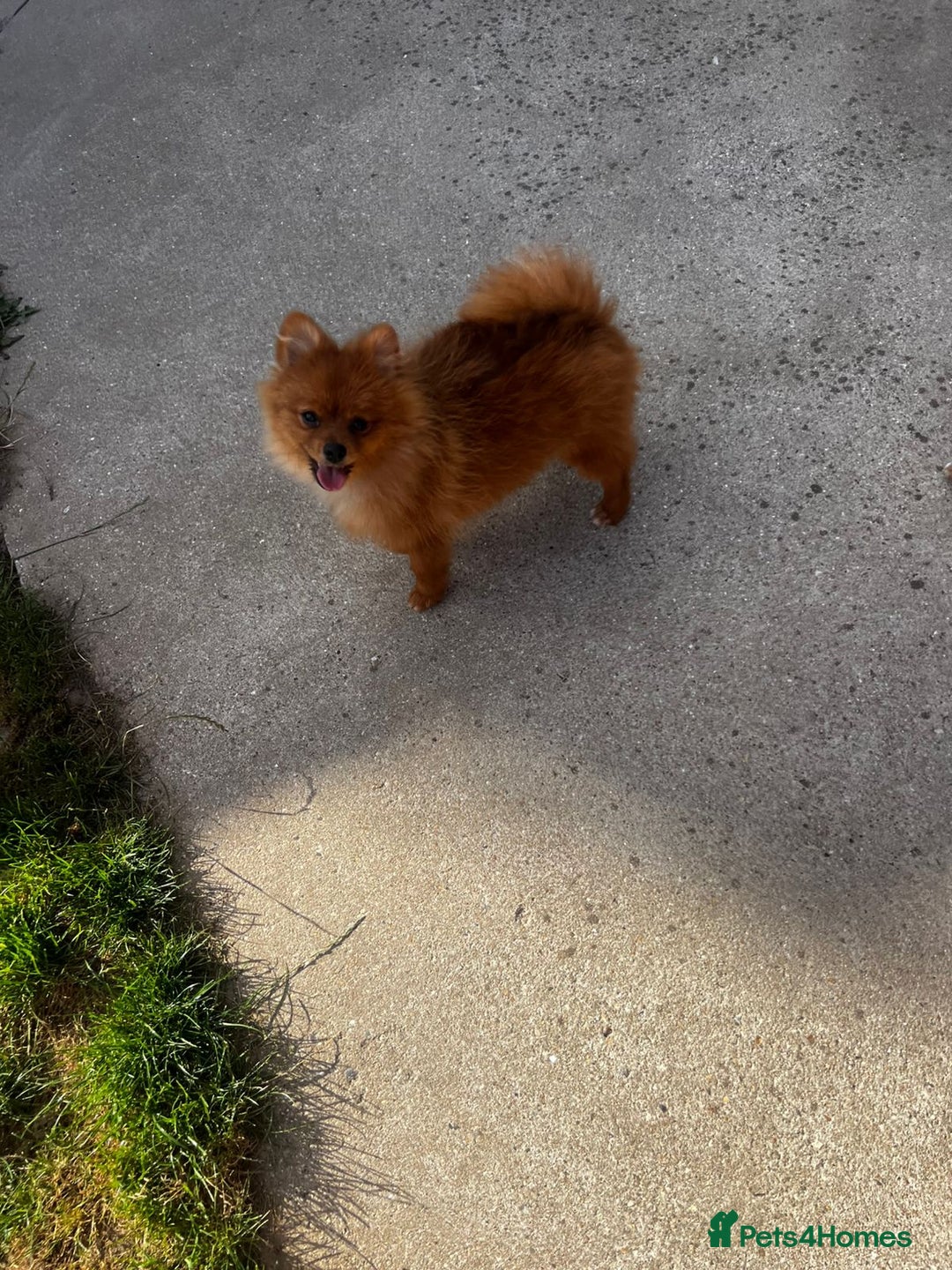 Pomeranian dogs for sale: Beautiful Pomeranian puppies last boy  - Image 5