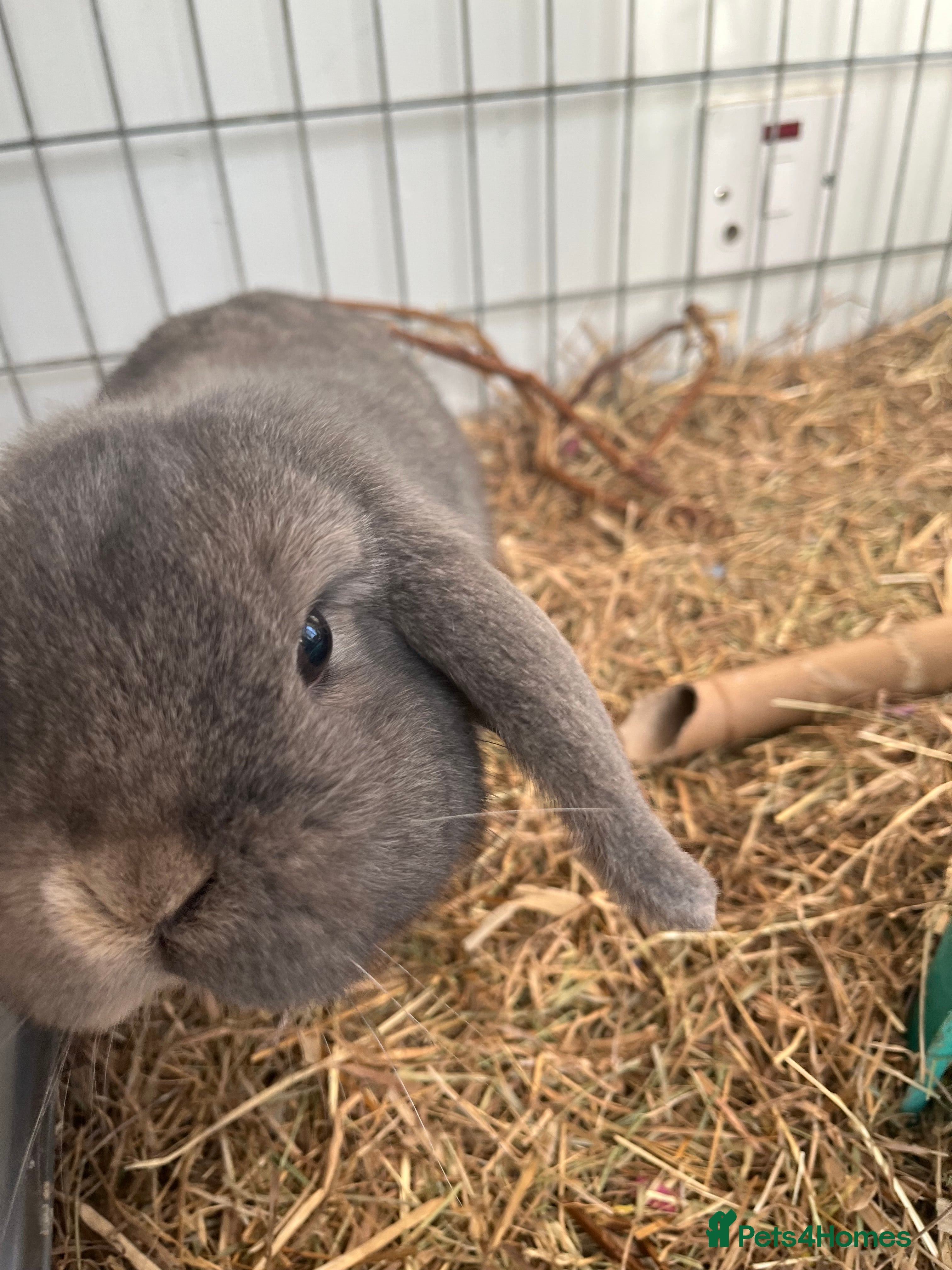 Mini Lop rabbits Mini lop male rabbit - Advert 3