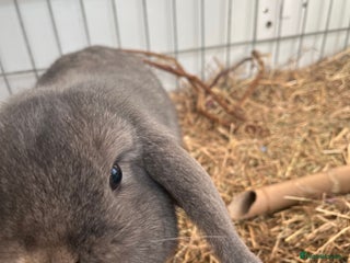 Mini Lop rabbits Mini lop male rabbit - Advert 1