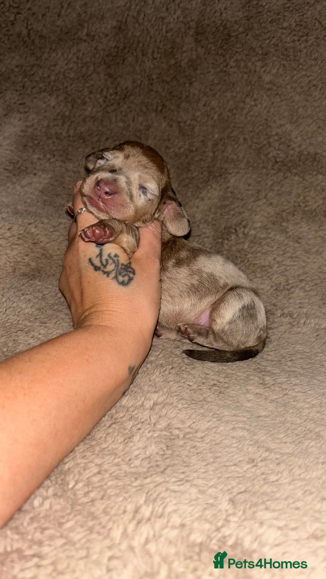 Miniature Dachshund dogs for sale: Perfecf kc miniature dachshunds - Image 16