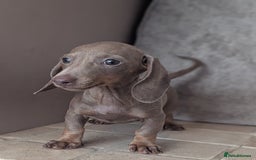 Miniature Dachshund dogs for sale: Miniature dachshund puppies  - Image 16