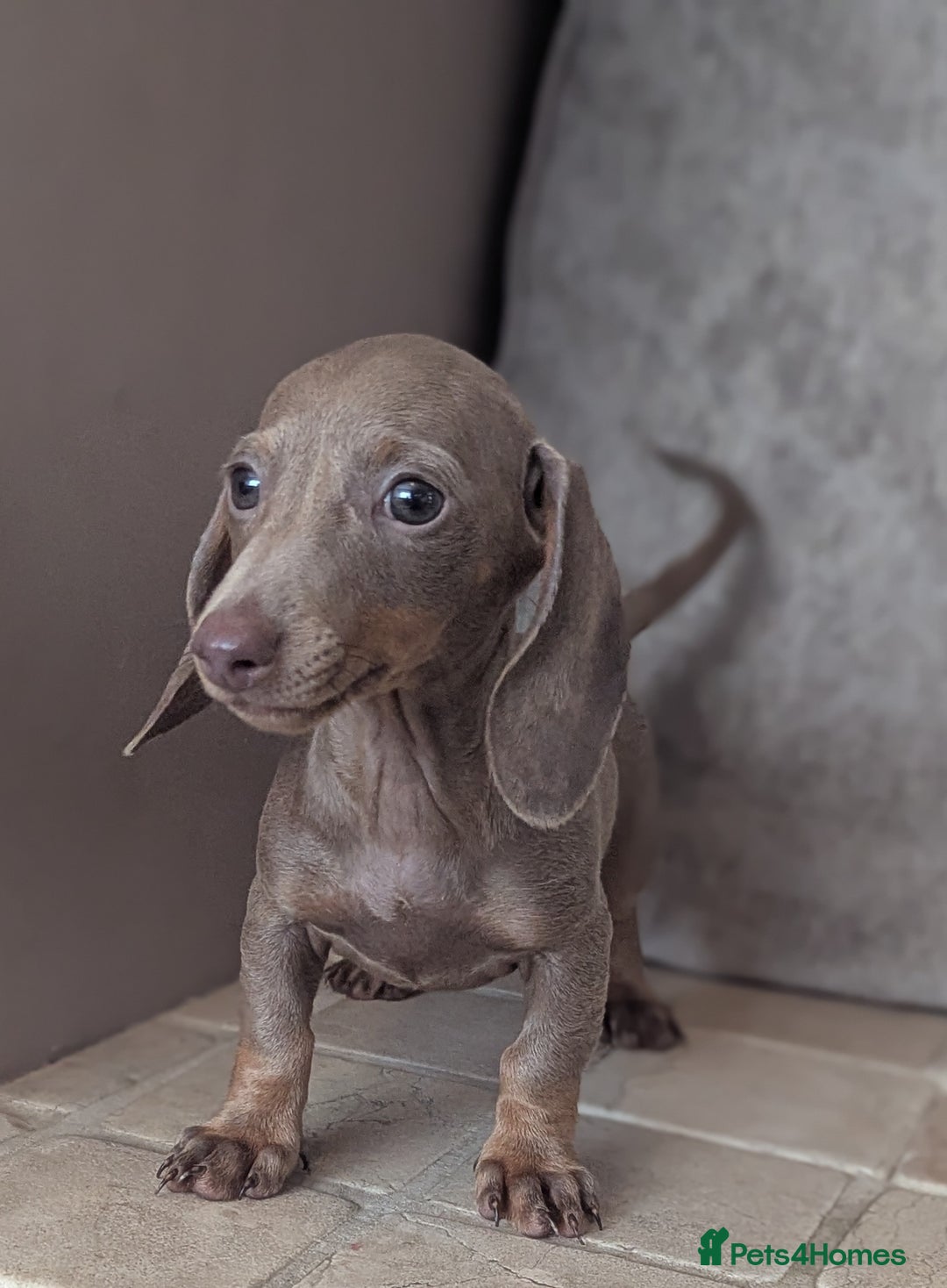 Miniature Dachshund dogs for sale: Miniature dachshund puppies  - Image 16