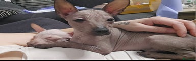 Mexican Hairless Puppy 2