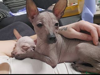 Mexican Hairless dogs XOLO Last two boys RKC registered.Liver and black - Advert 9