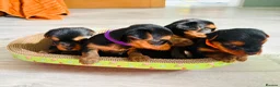 Yorkshire Terrier dogs for sale: Beautiful yorkshire terrier puppies  - Advert 2