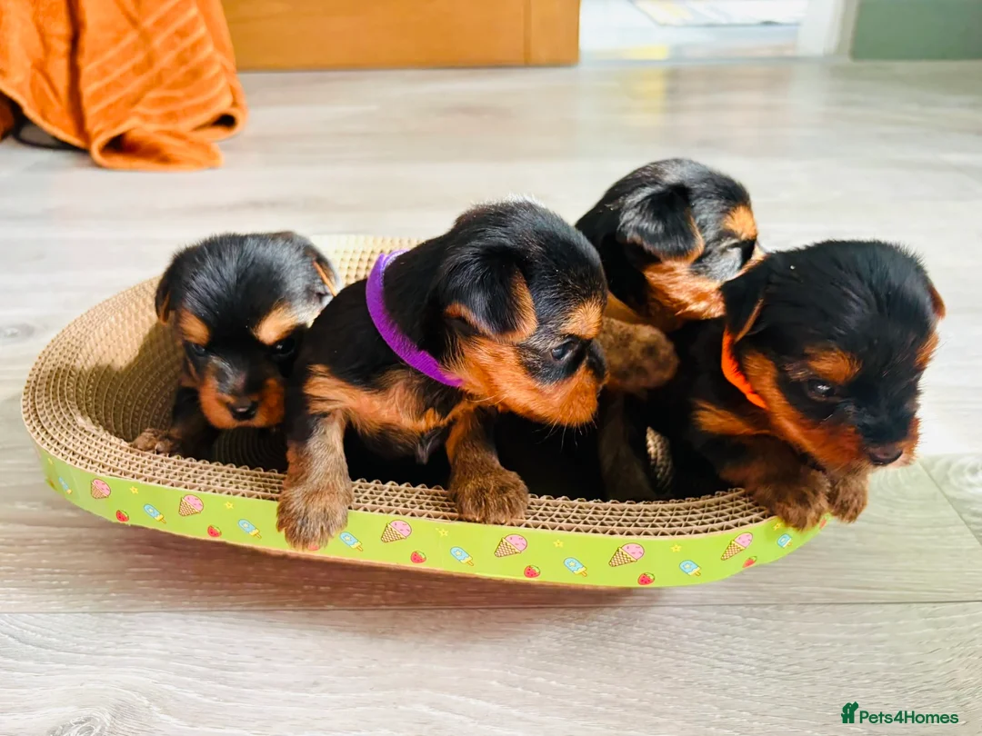 Yorkshire Terrier dogs for sale: Beautiful yorkshire terrier puppies  - Advert 2