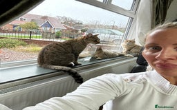 Bengal cats for sale: Bengal x Persian 5 months old - Advert 2