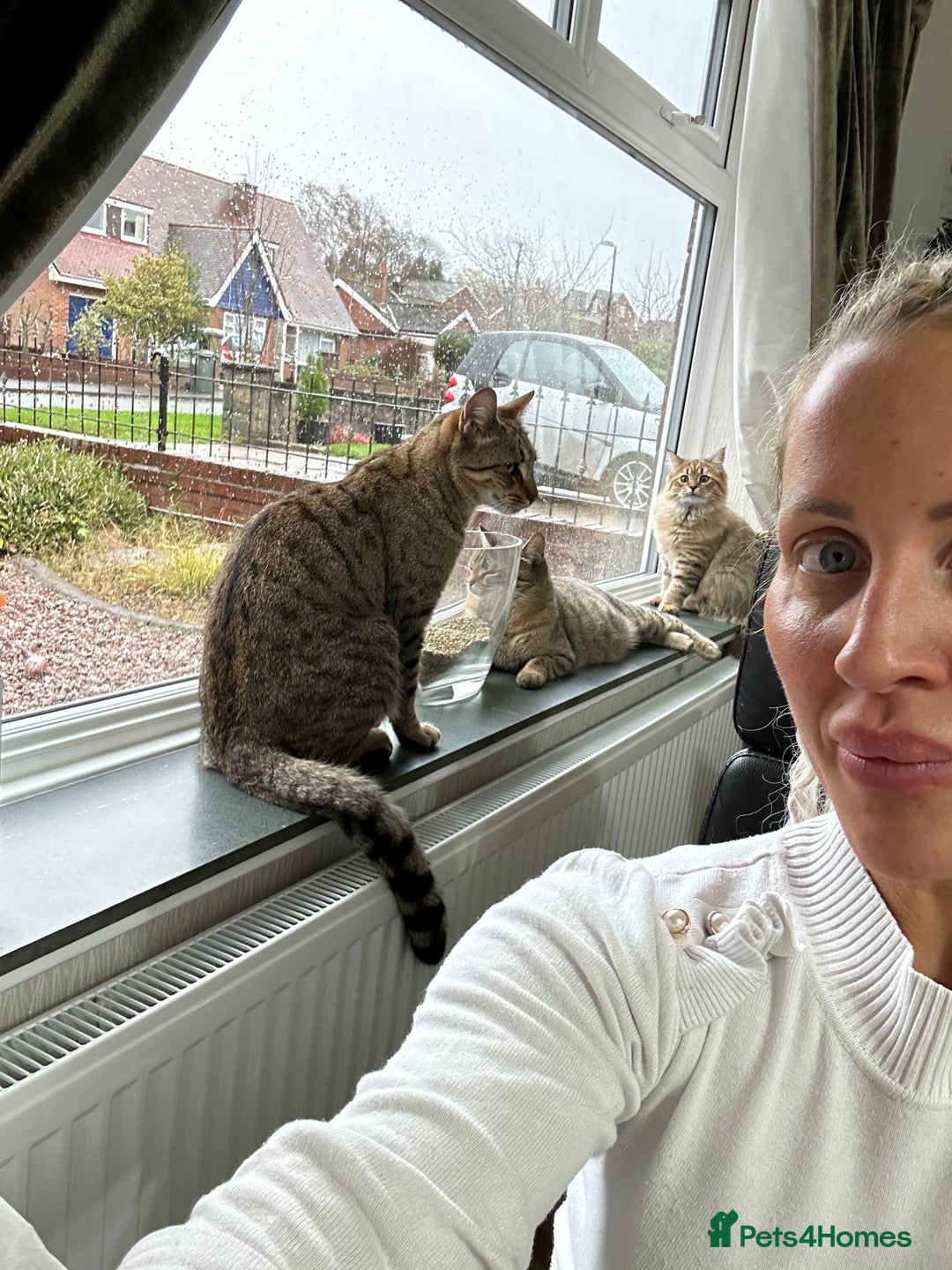 Bengal cats for sale: Bengal x Persian 5 months old - Advert 2