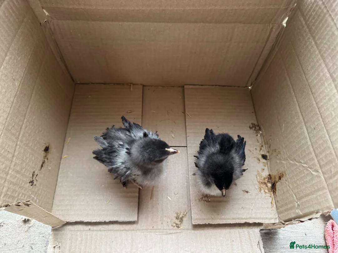 Chickens poultry for sale: 2 week old frizzle chicks  - Advert 1