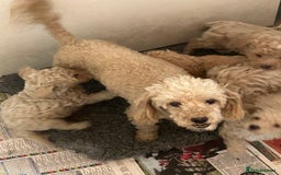 Toy Poodle dogs for sale: Stunning litter of toy poodle puppies  - Image 5