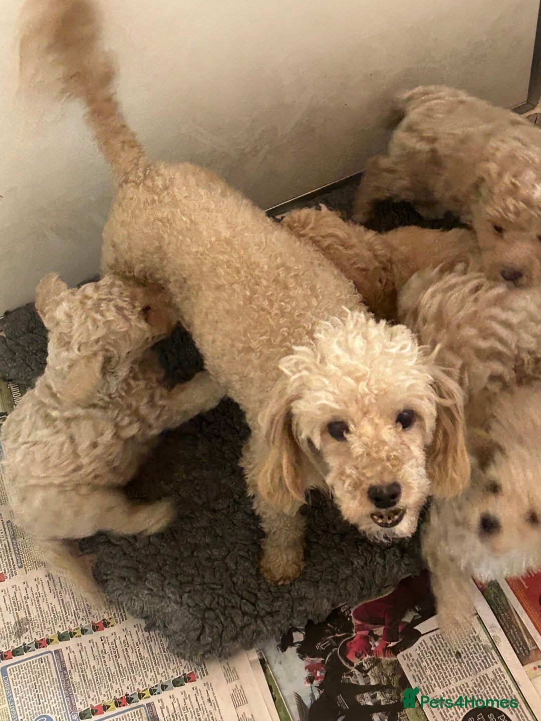 Toy Poodle dogs for sale: Stunning litter of toy poodle puppies  - Image 5