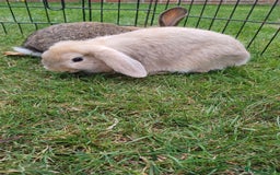 Mini Lop rabbits for sale: 4 Pure bred Mini Lop Rabbits *FOR SALE* 🥰 - Image 18