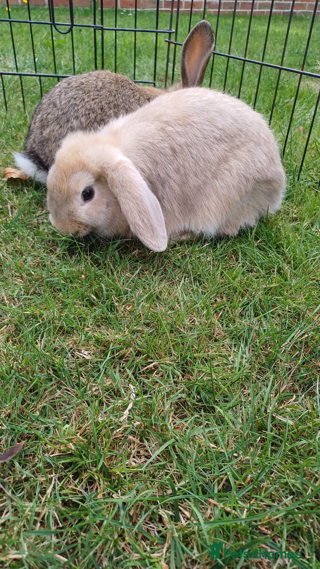 Mini Lop rabbits for sale: 4 Pure bred Mini Lop Rabbits *FOR SALE* 🥰 - Image 18