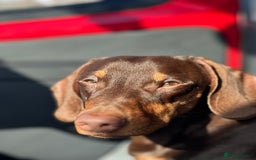 Dachshund dogs for stud: Stud Available — “Rolo” the Chocolate Dachshund  - Image 4