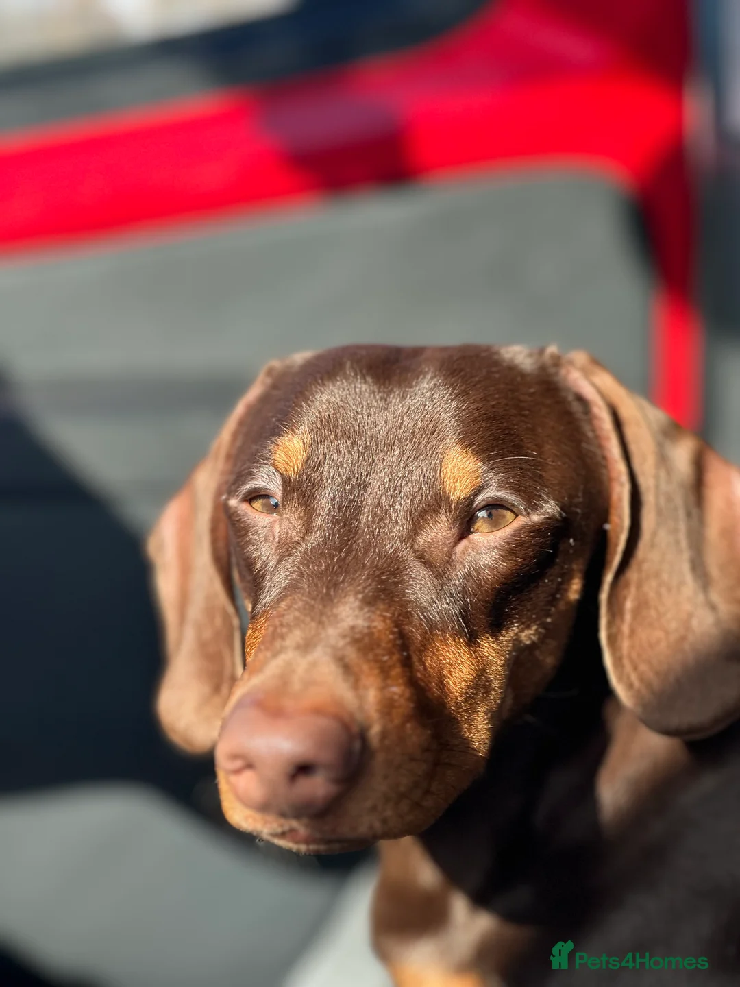Dachshund dogs for stud: Stud Available — “Rolo” the Chocolate Dachshund  - Advert 4