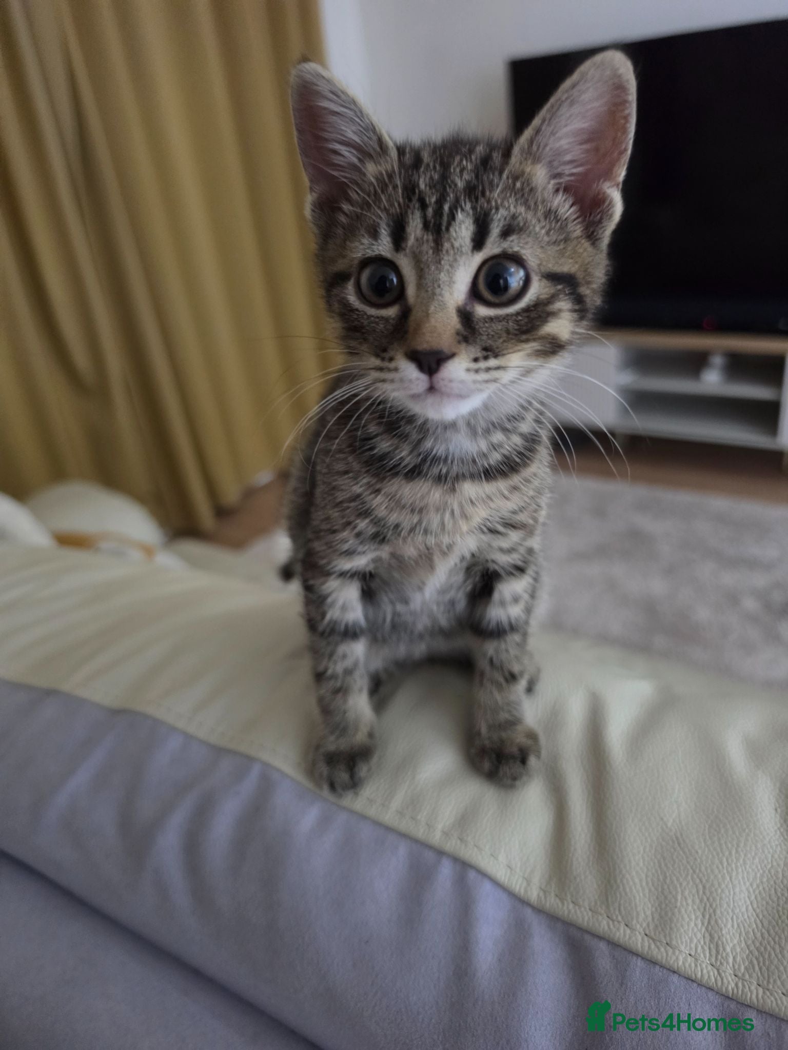 Mixed Breed cats Kitten - Advert 15
