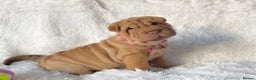 Shar Pei dogs for sale: ⭐️ Girl Shar Pei puppy For Sale ⭐️ - Advert 1