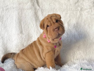 Shar Pei dogs ⭐️ Girl Shar Pei puppy For Sale ⭐️ - Advert 2
