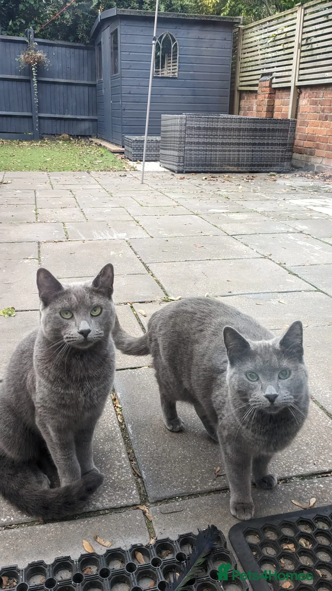 Russian Blue cats for sale: 4 year old Russian Blue siblings - Advert 2