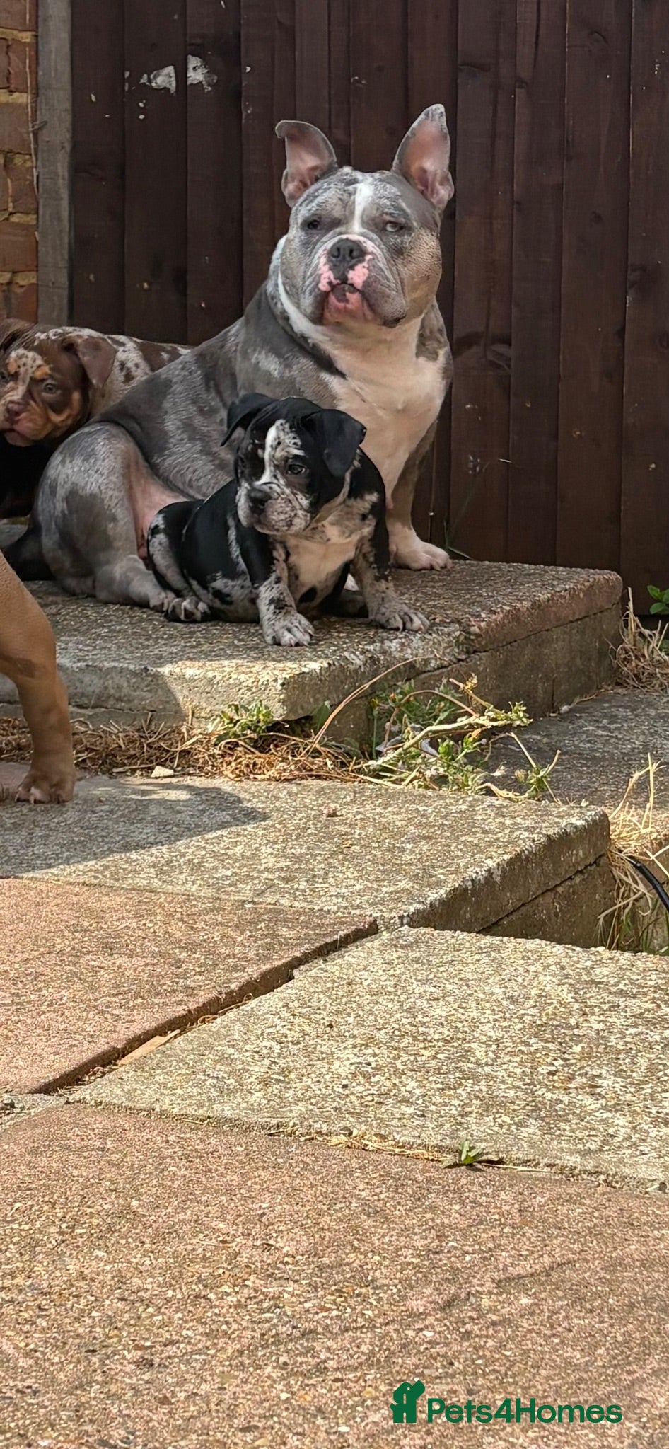 American Bully dogs 🧬 2 STUNNING micro/pocket bully pups left   🏆  - Advert 17