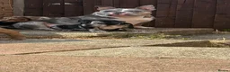 American Bully dogs for sale: 🌟BANK HOLIDAY SPECIAL🌟 Pocket bully pups 😍🐶🏆  - Advert 1