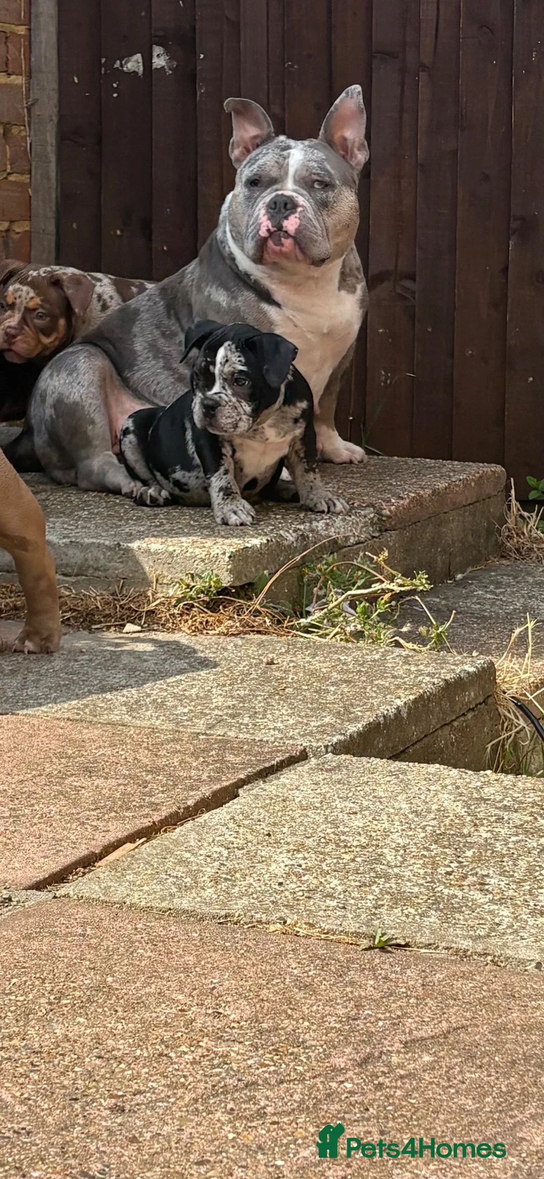 American Bully dogs for sale: 🌟BANK HOLIDAY SPECIAL🌟 Pocket bully pups 😍🐶🏆  - Advert 1