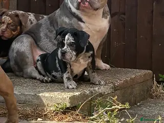 American Bully dogs 🧬 2 STUNNING micro/pocket bully pups left 🏆 - Advert 1