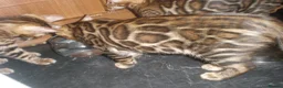 Bengal cats for sale: 5 Beautiful Bengal Kittens - Advert 5