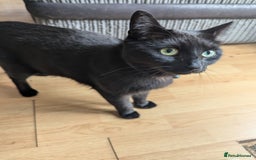 Burmese cats for sale: Chocolate  - Image 2