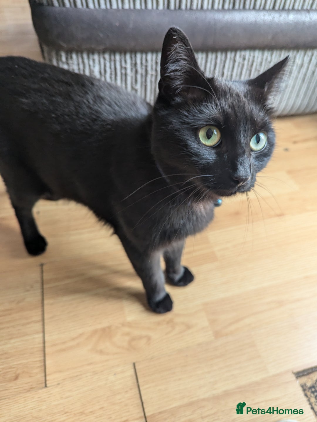 Burmese cats for sale: Chocolate  - Image 2